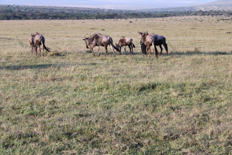 Un grupo de búfalos en Masái Mara