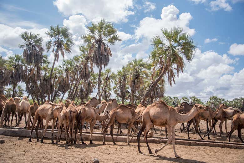 Camellos en el Osasis de Kalacha