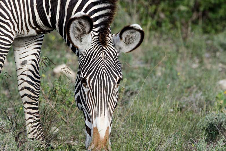 See wildlife up close
