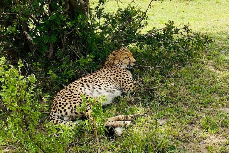Spot big cats in their natural habitat