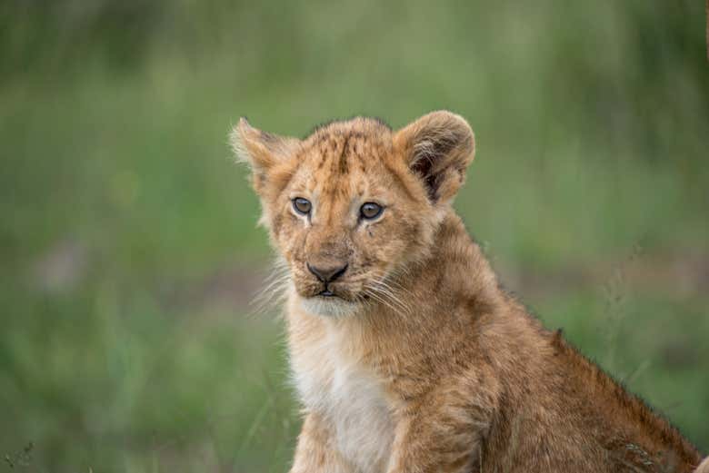 Una cría de un león