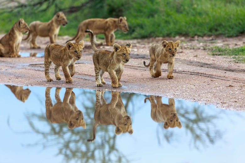 Crias de león en el Parque Nacional de Amboseli