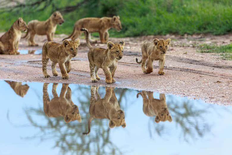 Crías de león en el Parque Nacional de Amboseli