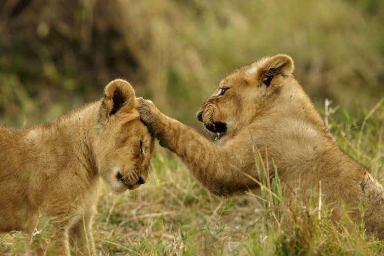 Crías de leones
