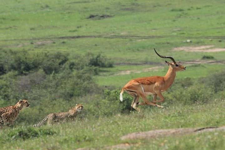 Depredador persiguiendo a su presa