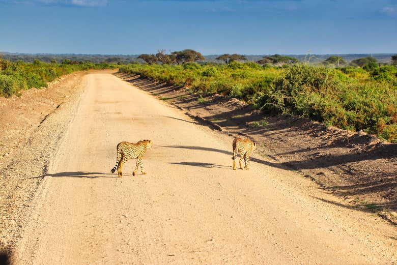Keep your eyes peeled to see cheetahs!
