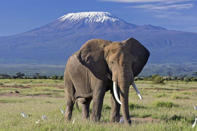 Veremos numerosos elefantes durante el safari