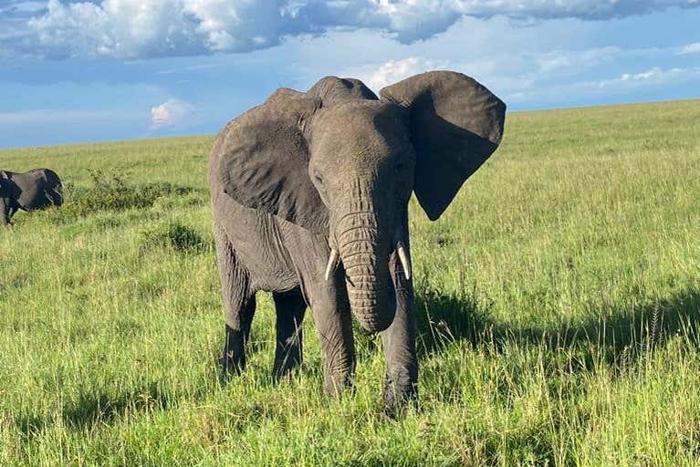 Meet friendly elephants!
