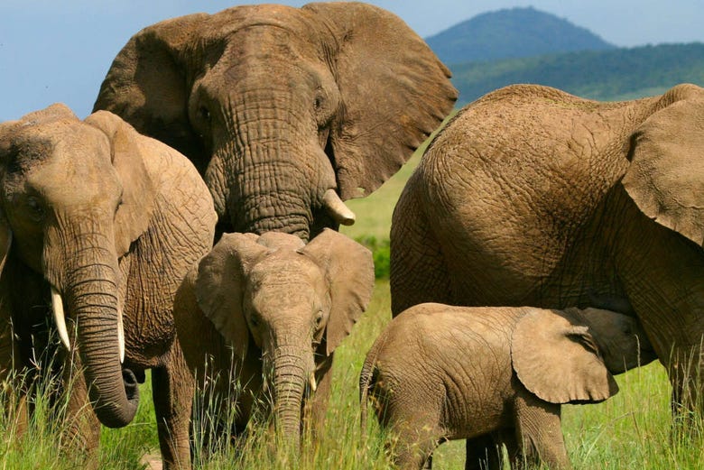 Elefantes en Masái Mara