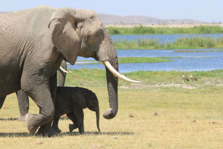 Un elefante junto a su cría en Amboseli