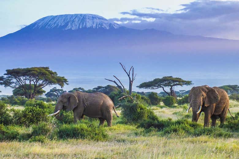 Elefantes con el Kilimanjaro de fondo