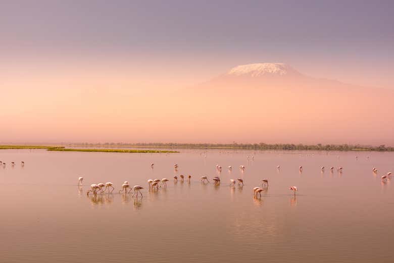 Look at the flamingos at sunset in Lake Ambroseli