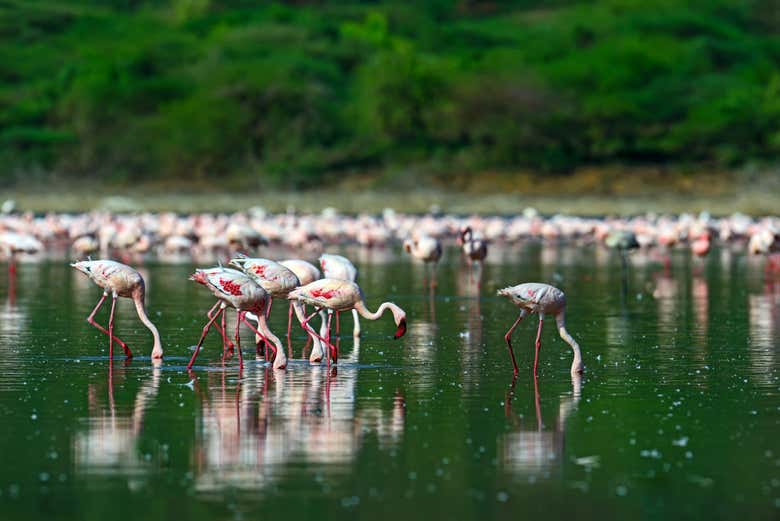 Admire the wildlife in this part of Kenya