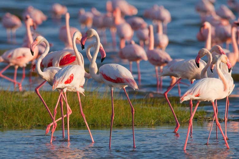 Fenicotteri nei pressi del lago Nakuru