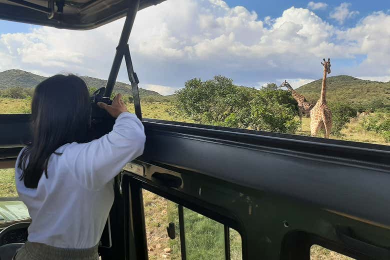 Fotografiando a las jirafas