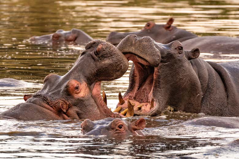 Hipopótamos en la Reserva Nacional de Masái Mara