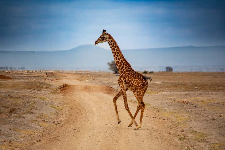 Una jirafa caminando por el Parque Nacional de Amboseli