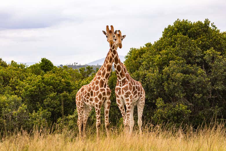 Avistando una pareja de jirafas