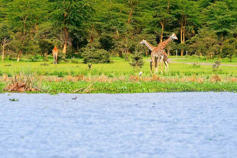 Jirafas en el lago Naivasha
