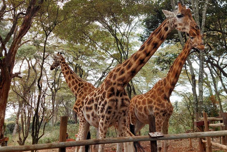 Girafas em Nairobi
