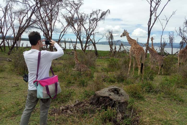 Giraffe con il lago Naivasha sullo sfondo