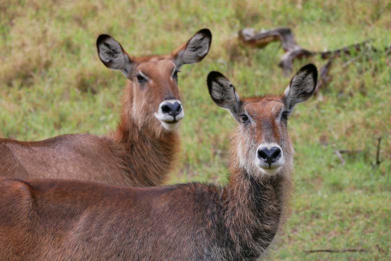 Dos kobos en Naivasha
