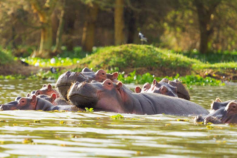 Hipopótamos en el Lago Naivasha