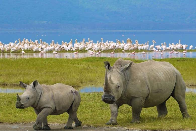 See rhinos and flamingoes at Lake Nakuru