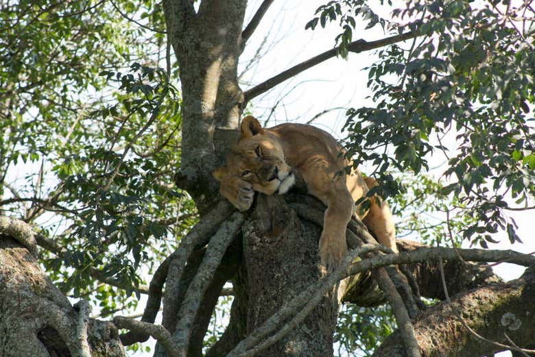 Un león descansando cerca del Lago Nakuru