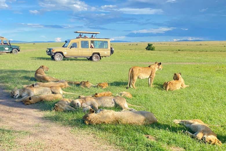 Discover fascinating details about these wild animals
