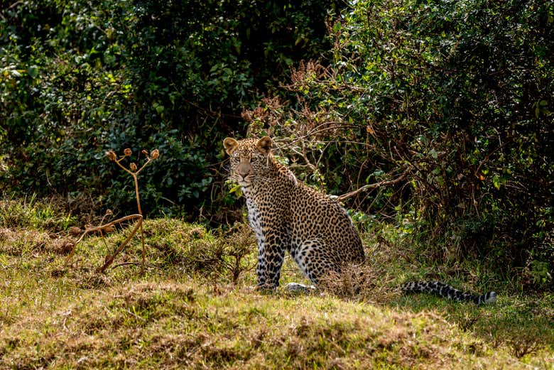 Conociendo la fauna que habita el Parque Nacional Aberdare