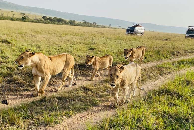 See prides of lions