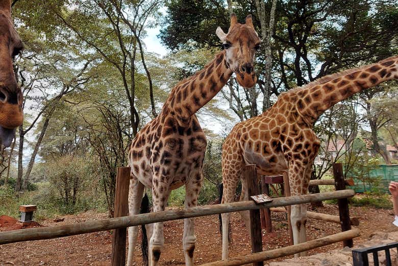 Giraffe Centre
