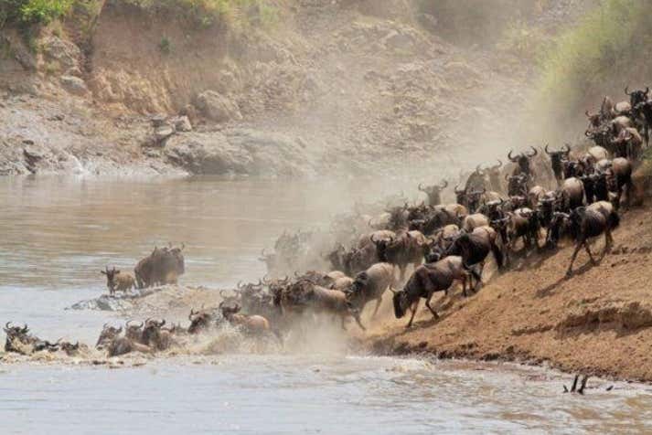 Veremos la fauna africana en todo su esplendor