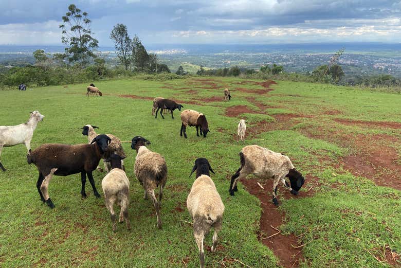 Spot some local farms and animals on the trail