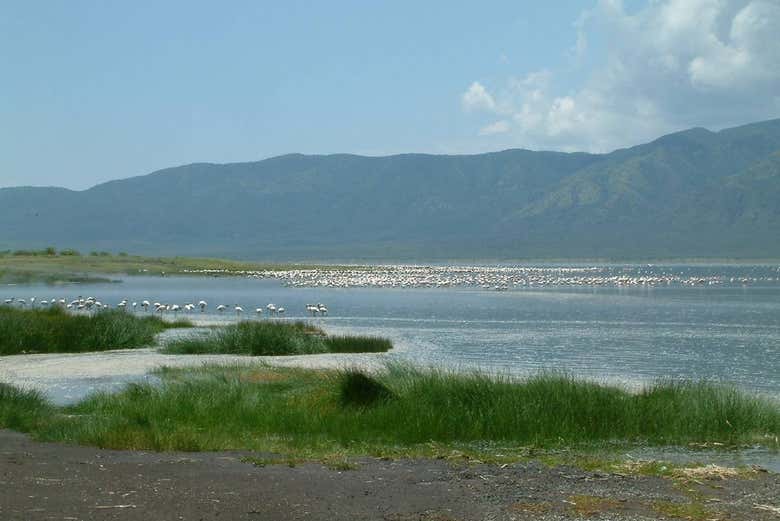 Paisaje en un día despejado del Lago Bogoria