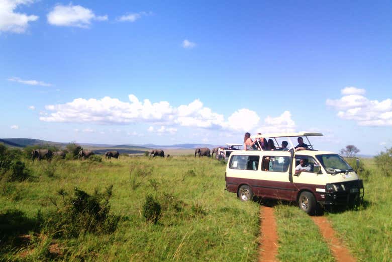 Disfrutando del safari