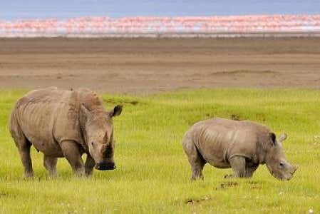 See rare species of rhino