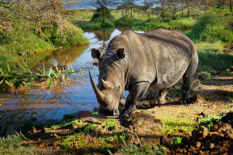 Un rinoceronte en el lago Nakuru