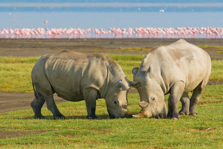 Rinocerontes en el Lago Nakuru