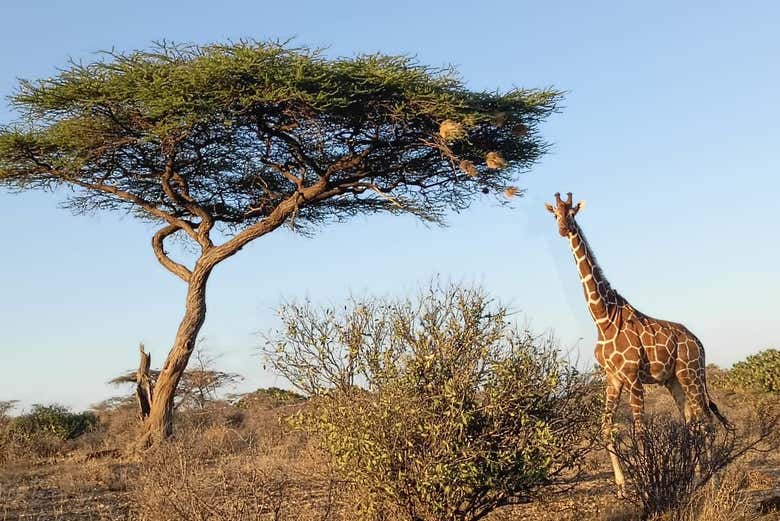 Alla scoperta della bellazza del Kenya