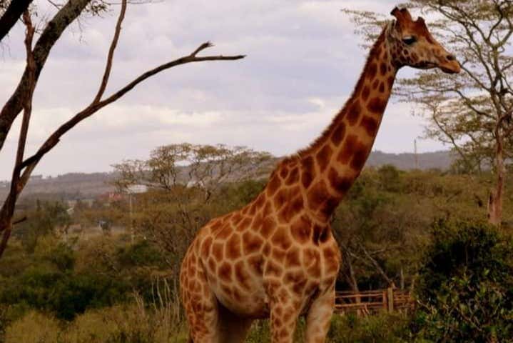 Conociendo a las jirafas