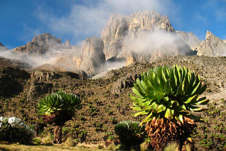 Plants on the upper part of Mount Kenya