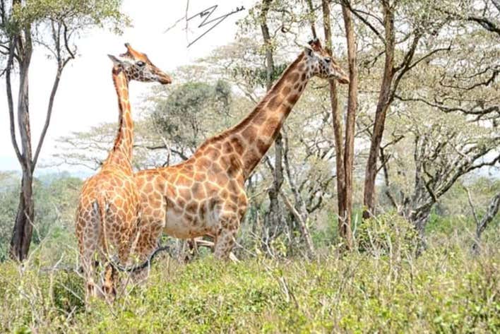 Visitando el Giraffe Centre de Nairobi