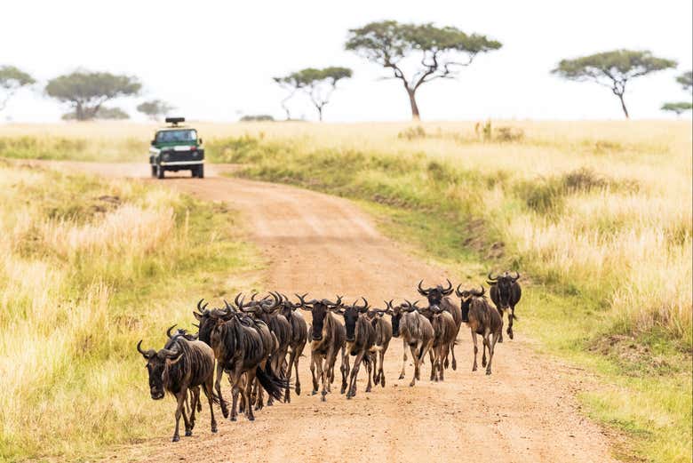 Learn about the famous wildebeest migration