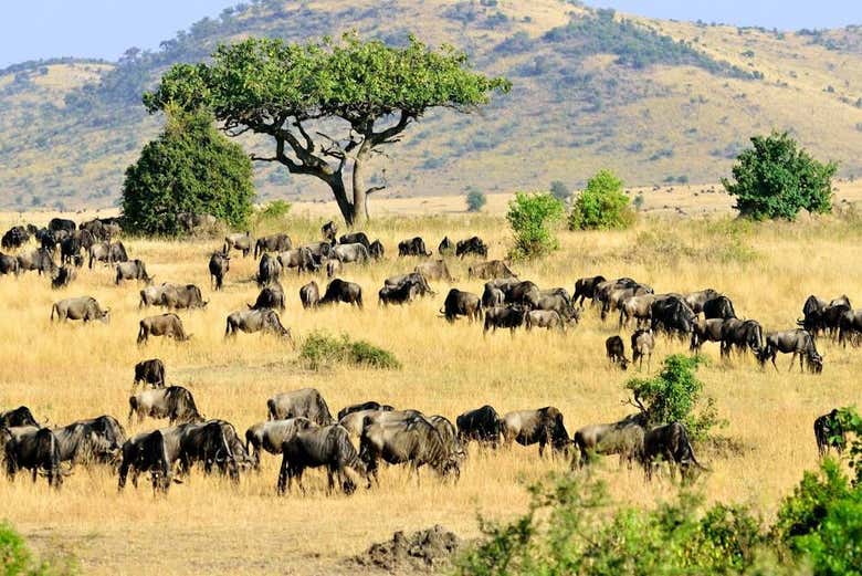 Spot hundreds of wildebeests grazing in the savannah