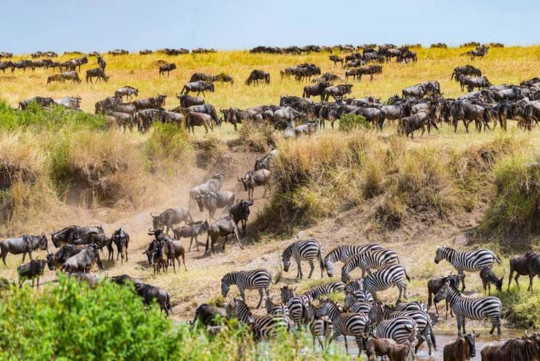 Visit the spot of the great migration