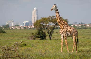 Nairobi