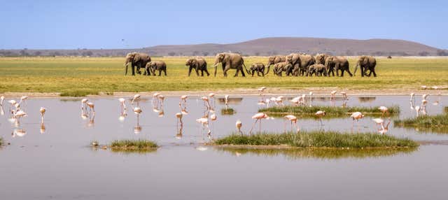 Safári privado de 3 dias pelo Parque Nacional de Amboseli
