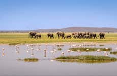 Safari privado de 3 días por el Parque Nacional de Amboseli